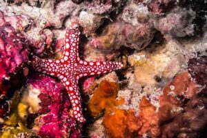 snorkling-orange-bay