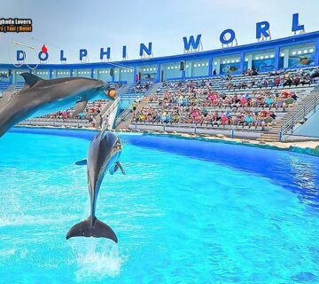 رحلات اليوم الواحد في الغردقة