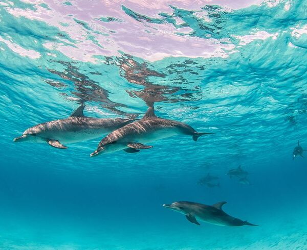 Dolphin House Hurghada