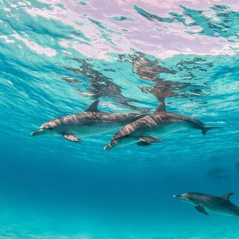 Dolphin House trip in Hurghada