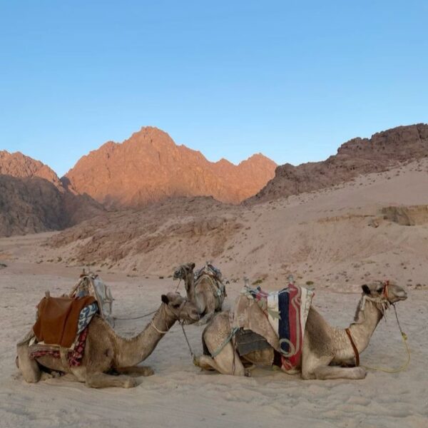 Hurghada desert stargazing without quad biking